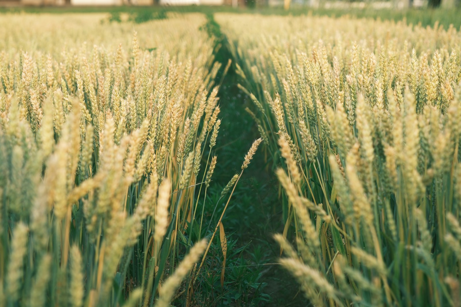 Weizenfeld im Münsterland bei goldenem Licht